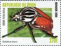 Goliath Beetle (Goliathus druryii)
