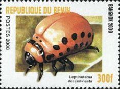Colorado Potato Beetle (Leptinotarsa decemlineata) juvenile