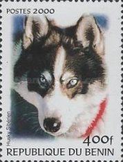Siberian Husky (Canis lupus familiaris)