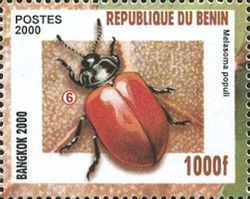 Popular Leaf Beetle (Melasoma populi)