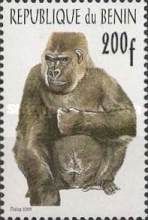 Western Gorilla (Gorilla gorilla)