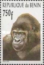 Western Gorilla (Gorilla gorilla)