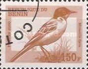 Western Yellow Wagtail (Motacilla flava)