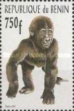 Western Gorilla (Gorilla gorilla)