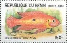 Jewel Cichlid (Hemichromis cristatus)