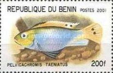 Bone Back (Pelvicachromis taeniatus)