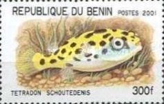 Spotted Congo Puffer (Tetraodon schoutedeni)