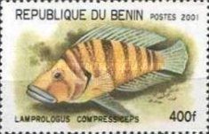 Compressed Cichlid (Lamprologus compressiceps)