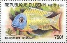 Emperor Cichlid (Aulonocara nyassae)