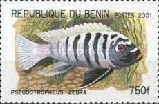 Zebra Mbuna (Pseudotropheus zebra)