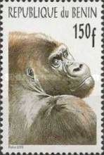 Western Gorilla (Gorilla gorilla)
