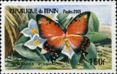 Shining Red Charaxes (Charaxes zingha)