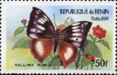 African Leaf Butterfly (Kallima rumia)