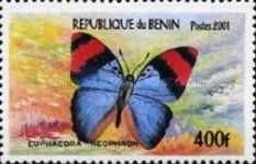 Gold-banded Forester (Euphaedra neophron)