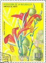 Canna speciosa