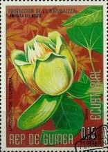 Liriodendron tulipifera