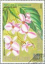 Begonia incarnata