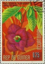 Asimina triloba