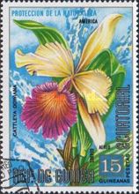 Cattleya dowiana