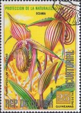 Paphiopedilum praestans