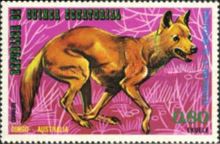 Dingo (Canis lupus dingo)