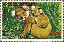 Koala (Phascolarctos cinereus)