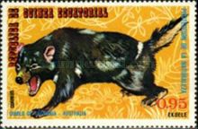 Tasmanian Devil (Sarcophilus harrisii)