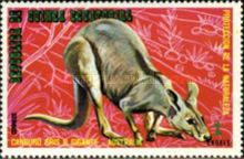 Eastern Grey Kangaroo (Macropus giganteus)