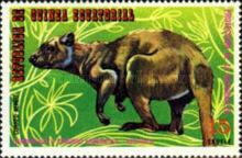 Golden-mantled Tree Kangaroo (Dendrolagus pulcherrimus)