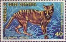 Tasmanian Tiger (Thylacinus cynocephalus)