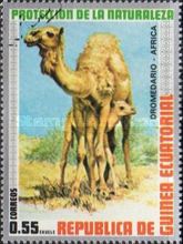 Dromedary (Camelus dromedarius)