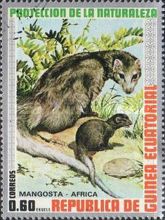 White-tailed Mongoose (Ichneumia albicauda)