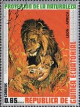 Lion (Panthera leo)