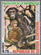 Chimpanzee (Pan troglodytes)