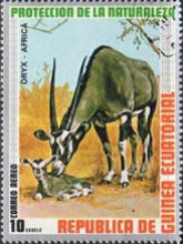 Gemsbok (Oryx gazella)