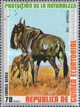 Blue Wildebeest (Connochaetes taurinus)