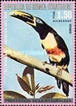 Chestnut-eared Aracari (Pteroglossus castanotus)