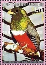 Collared Trogon (Trogon collaris)