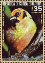 Flame-faced Tanager (Tangara parzudakii)