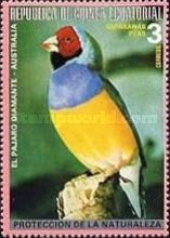 Gouldian Finch (Chloebia gouldiae)