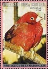 Red Avadavat (Amandava amandava)