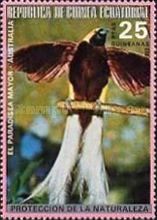 Greater Bird-of-paradise (Paradisaea apoda)