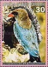 Dollarbird (Eurystomus orientalis)