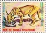 Caracal (Caracal caracal)