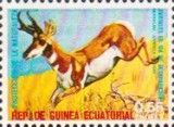 Pronghorn (Antilocapra americana)