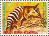 Numbat (Myrmecobius fasciatus)
