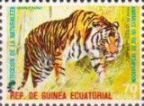 Tiger (Panthera tigris)