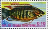 Thick-lipped Gourami (Colisa labiosa)