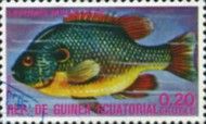 Longear Sunfish (Lepomis megalotis)