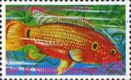 Egyptian Mouthbrooder (Haplochromis multicolor)